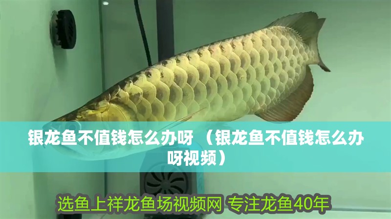 銀龍魚不值錢怎么辦呀 （銀龍魚不值錢怎么辦呀視頻）