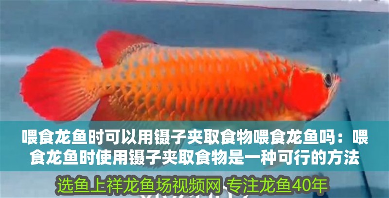喂食龍魚時(shí)可以用鑷子夾取食物喂食龍魚嗎：喂食龍魚時(shí)使用鑷子夾取食物是一種可行的方法