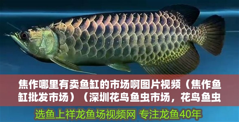 焦作哪里有賣魚缸的市場(chǎng)啊圖片視頻（焦作魚缸批發(fā)市場(chǎng)）（深圳花鳥魚蟲市場(chǎng)，花鳥魚蟲專業(yè)市場(chǎng)哪里有賣魚缸的）