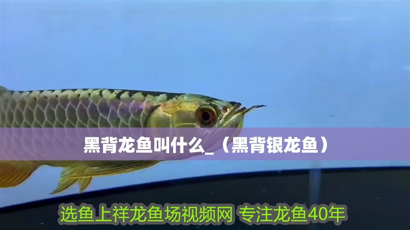 黑背龍魚叫什么_（黑背銀龍魚）