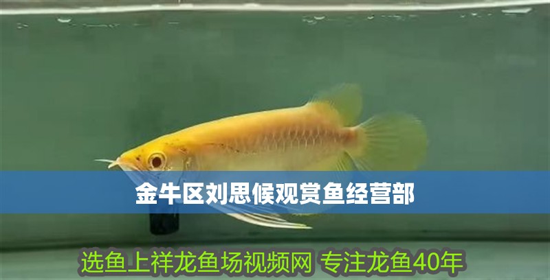 金牛區劉思候觀賞魚經營部