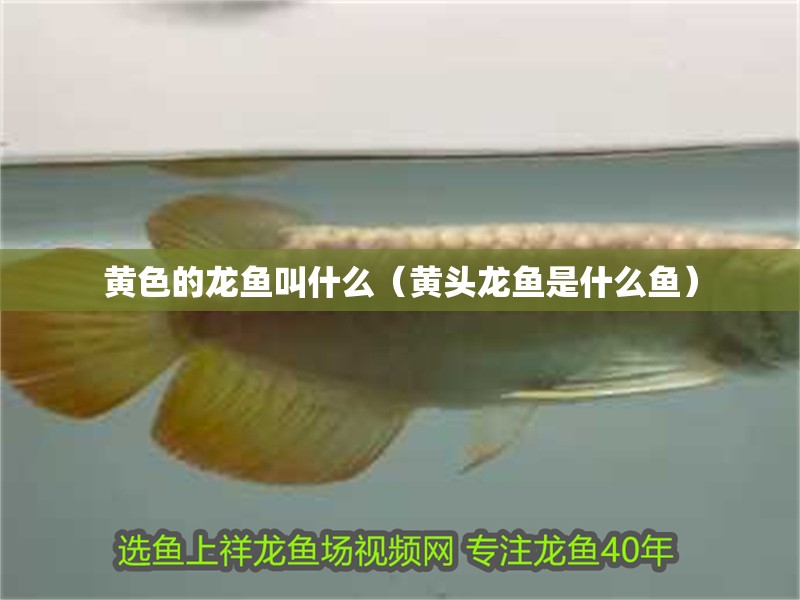黃色的龍魚叫什么（黃頭龍魚是什么魚）