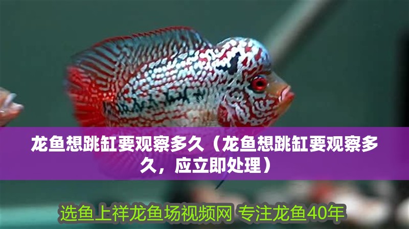 龍魚想跳缸要觀察多久（龍魚想跳缸要觀察多久，應立即處理）