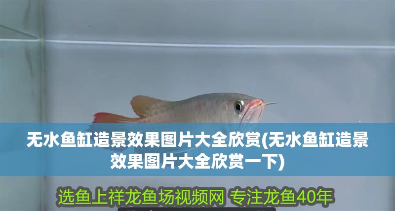無水魚缸造景效果圖片大全欣賞(無水魚缸造景效果圖片大全欣賞一下)