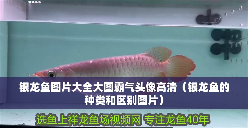 銀龍魚圖片大全大圖霸氣頭像高清（銀龍魚的種類和區別圖片）