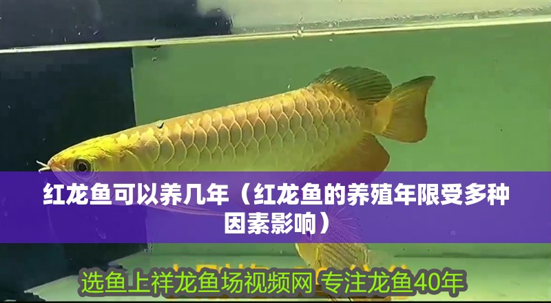 紅龍魚可以養幾年（紅龍魚的養殖年限受多種因素影響）