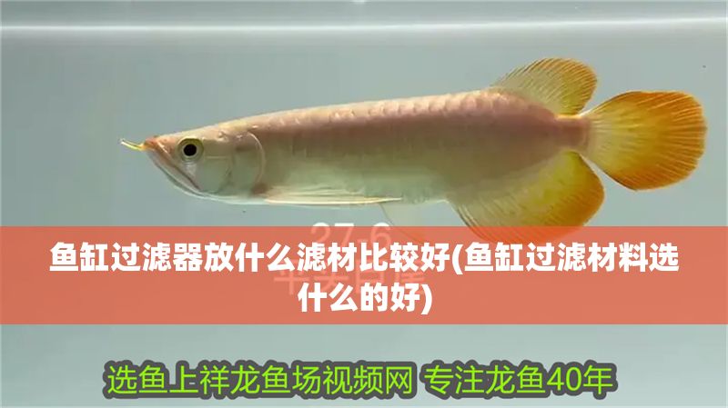 魚缸過濾器放什么濾材比較好(魚缸過濾材料選什么的好)