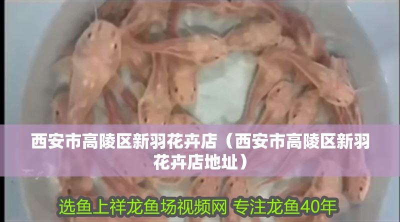 西安市高陵區(qū)新羽花卉店（西安市高陵區(qū)新羽花卉店地址）