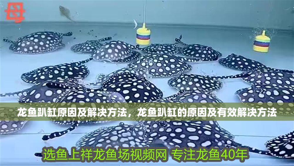 龍魚趴缸原因及解決方法，龍魚趴缸的原因及有效解決方法