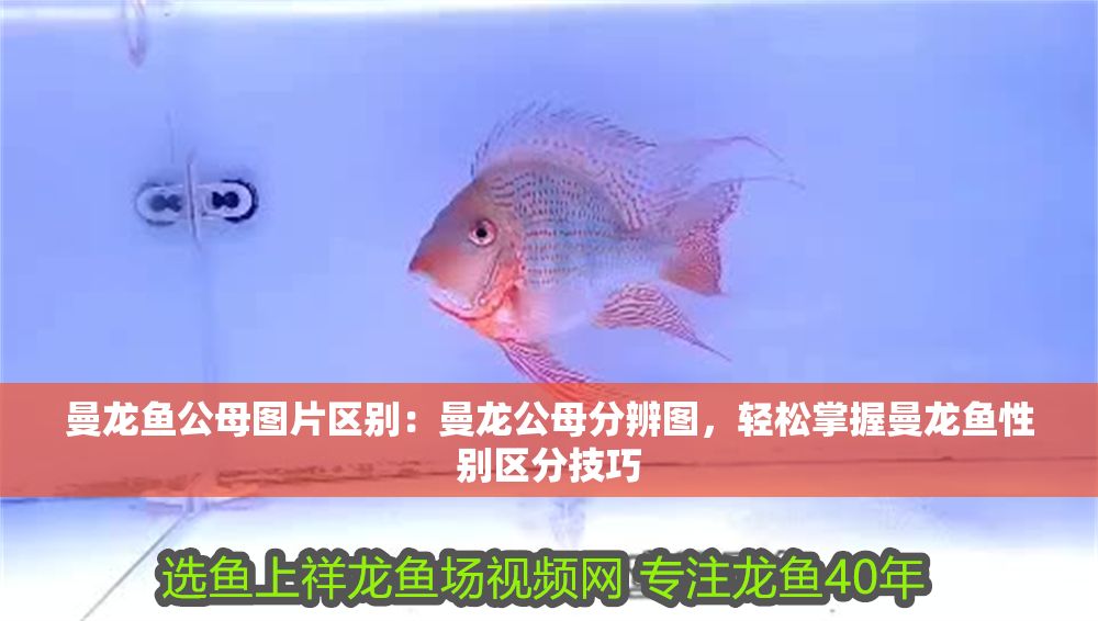 曼龍魚公母圖片區別：曼龍公母分辨圖，輕松掌握曼龍魚性別區分技巧