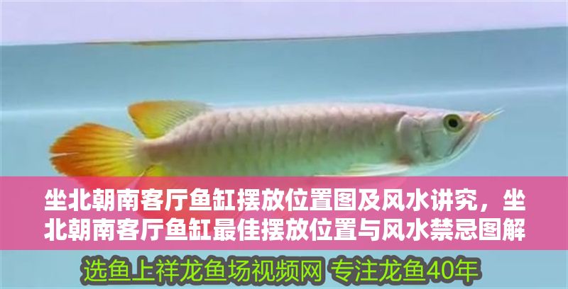 坐北朝南客廳魚缸擺放位置圖及風水講究，坐北朝南客廳魚缸最佳擺放位置與風水禁忌圖解