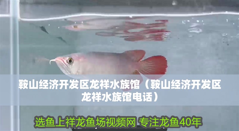 鞍山經(jīng)濟(jì)開發(fā)區(qū)龍祥水族館（鞍山經(jīng)濟(jì)開發(fā)區(qū)龍祥水族館電話）