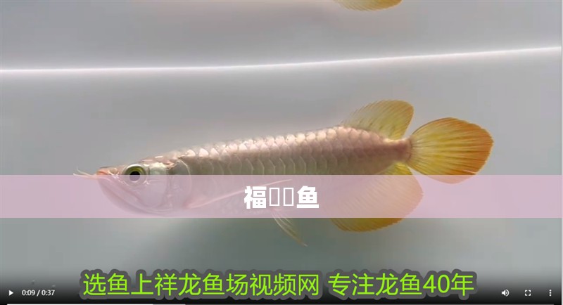 福魟魟魚