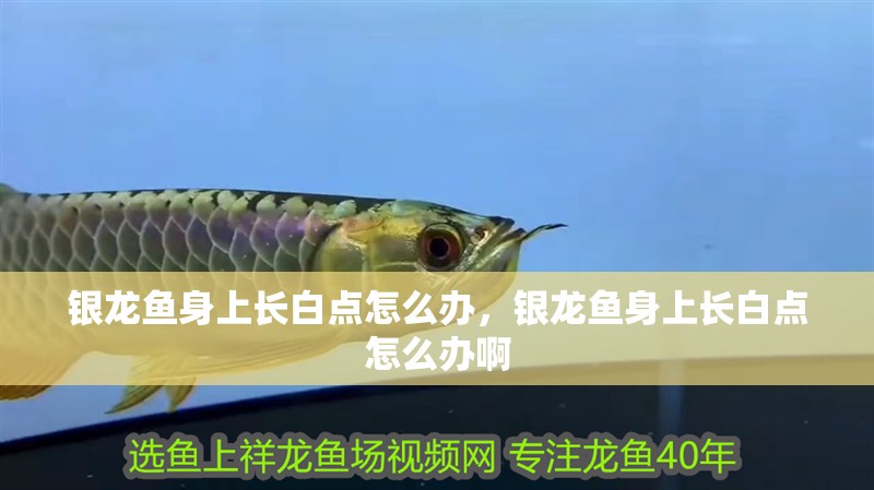 詳細閱讀:銀龍魚身上長白點怎么辦,銀龍魚身上長白點怎么辦啊 銀龍魚身上長白點怎么辦,銀龍魚身上長白點怎么辦啊