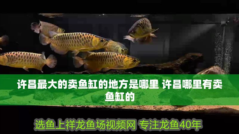 許昌最大的賣魚缸的地方是哪里 許昌哪里有賣魚缸的