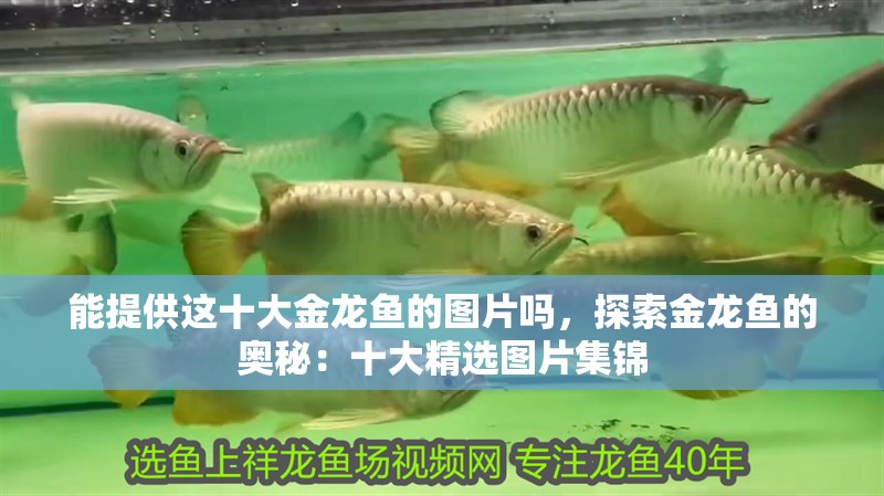 能提供這十大金龍魚的圖片嗎，探索金龍魚的奧秘：十大精選圖片集錦