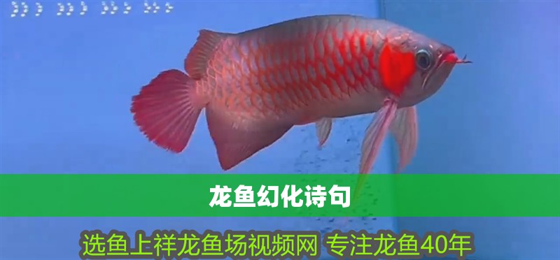 龍魚幻化詩句