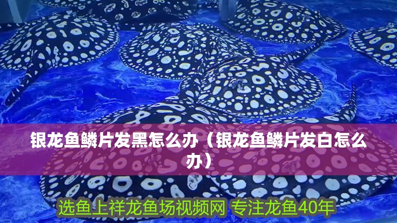 銀龍魚鱗片發黑怎么辦（銀龍魚鱗片發白怎么辦）
