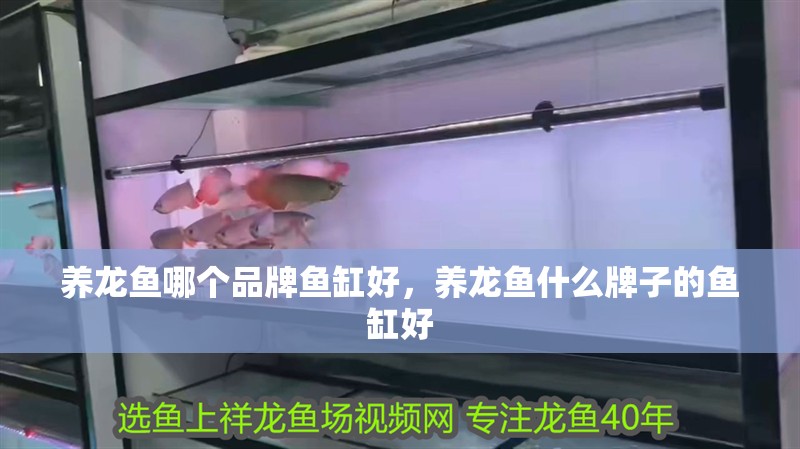 魚缸過濾器選購指南:自制魚缸過濾器魚缸上置過濾器對于養(yǎng)魚愛好者的必備知識 養(yǎng)龍魚哪個品牌魚缸好,養(yǎng)龍魚什么牌子的魚缸好 觀賞魚百科 養(yǎng)龍魚哪個品牌魚缸好,養(yǎng)龍魚什么牌子的魚缸好 養(yǎng)龍魚哪個品牌魚缸好,養(yǎng)龍魚什么牌子的魚缸好 觀賞魚百科