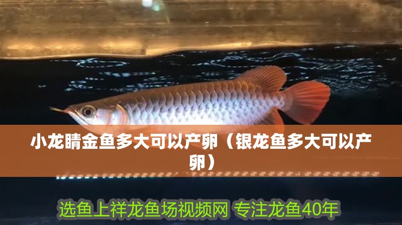 小龍睛金魚多大可以產卵（銀龍魚多大可以產卵）