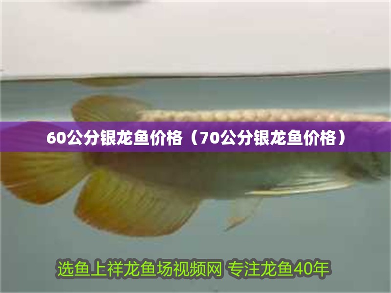 60公分銀龍魚價格（70公分銀龍魚價格）