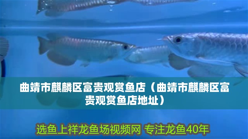 曲靖市麒麟區富貴觀賞魚店（曲靖市麒麟區富貴觀賞魚店地址）