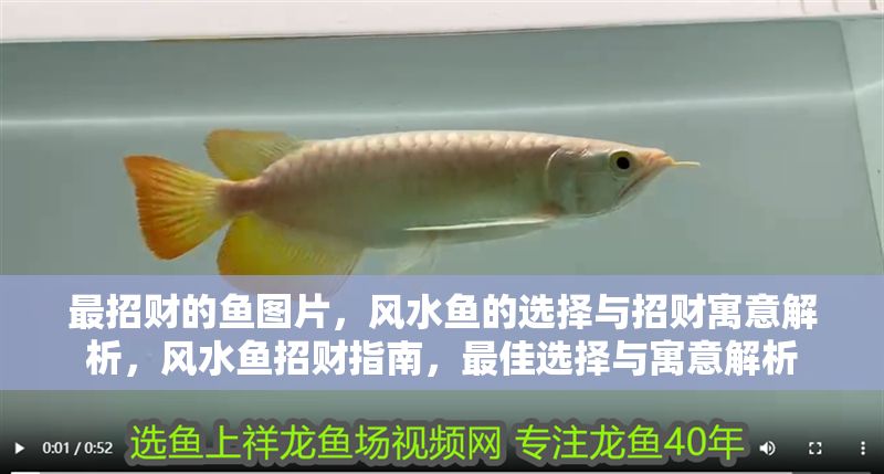 最招財的魚圖片，風水魚的選擇與招財寓意解析，風水魚招財指南，最佳選擇與寓意解析