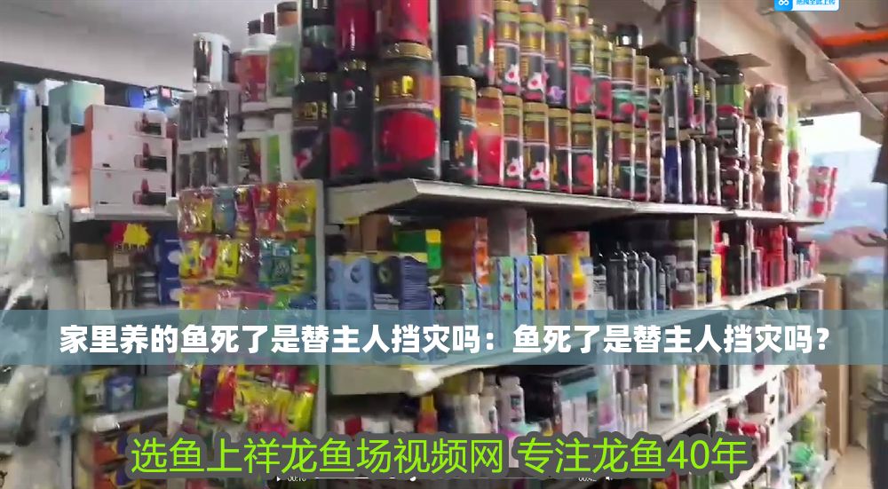 家里養的魚死了是替主人擋災嗎：魚死了是替主人擋災嗎？