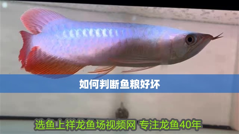 如何判斷魚糧好壞 如何判斷魚糧好壞 龍魚論壇
