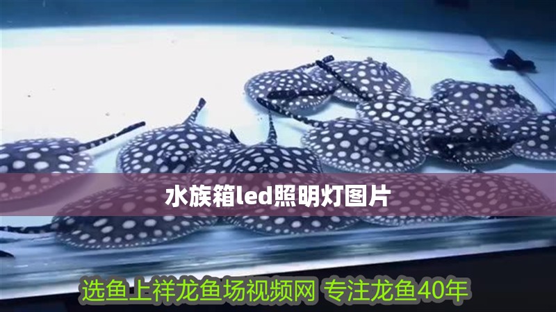 水族箱led照明燈圖片