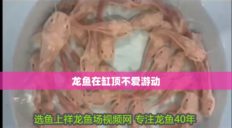 龍魚在缸頂不愛游動