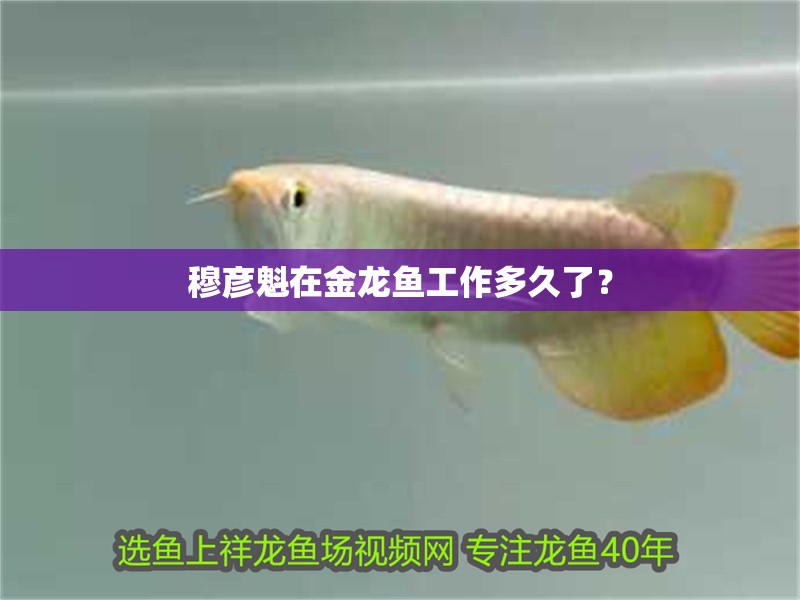 穆彥魁在金龍魚工作多久了？