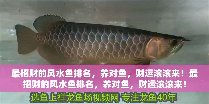 最招財(cái)?shù)娘L(fēng)水魚排名，養(yǎng)對(duì)魚，財(cái)運(yùn)滾滾來！最招財(cái)?shù)娘L(fēng)水魚排名，養(yǎng)對(duì)魚，財(cái)運(yùn)滾滾來！