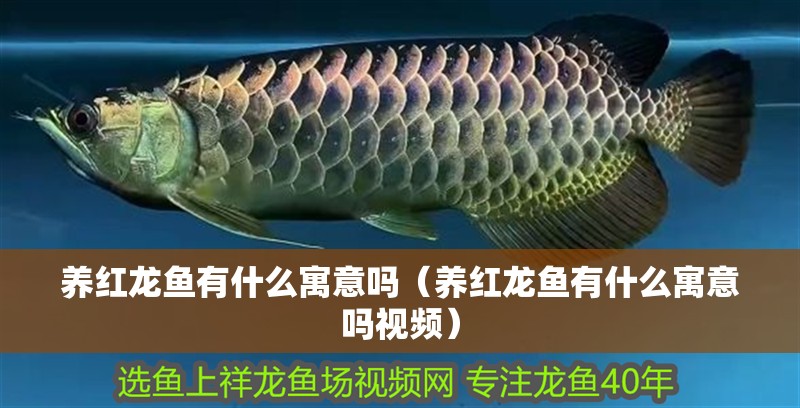 養紅龍魚有什么寓意嗎（養紅龍魚有什么寓意嗎視頻）