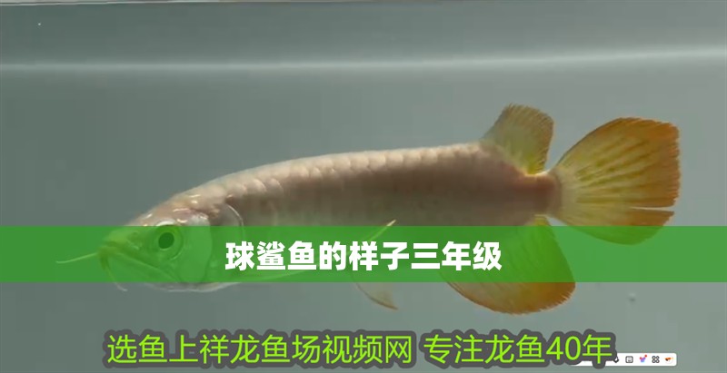 球鯊魚的樣子三年級