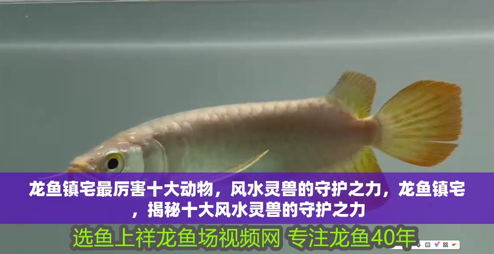 龍魚鎮宅最厲害十大動物，風水靈獸的守護之力，龍魚鎮宅，揭秘十大風水靈獸的守護之力