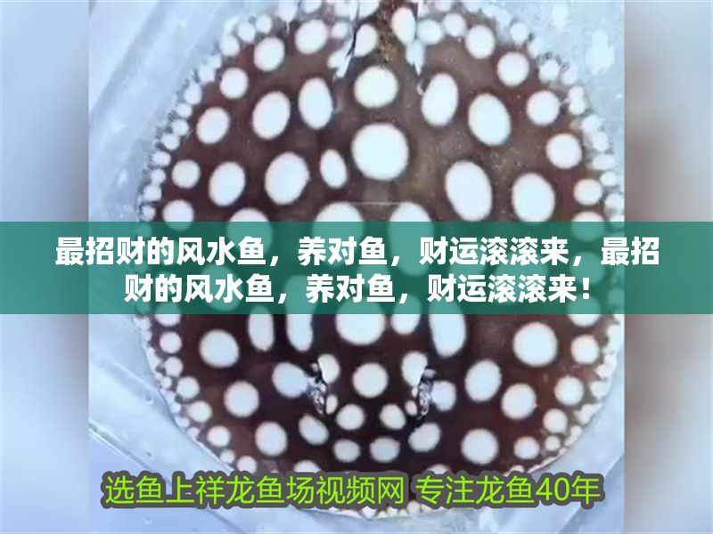 最招財的風水魚，養對魚，財運滾滾來，最招財的風水魚，養對魚，財運滾滾來！