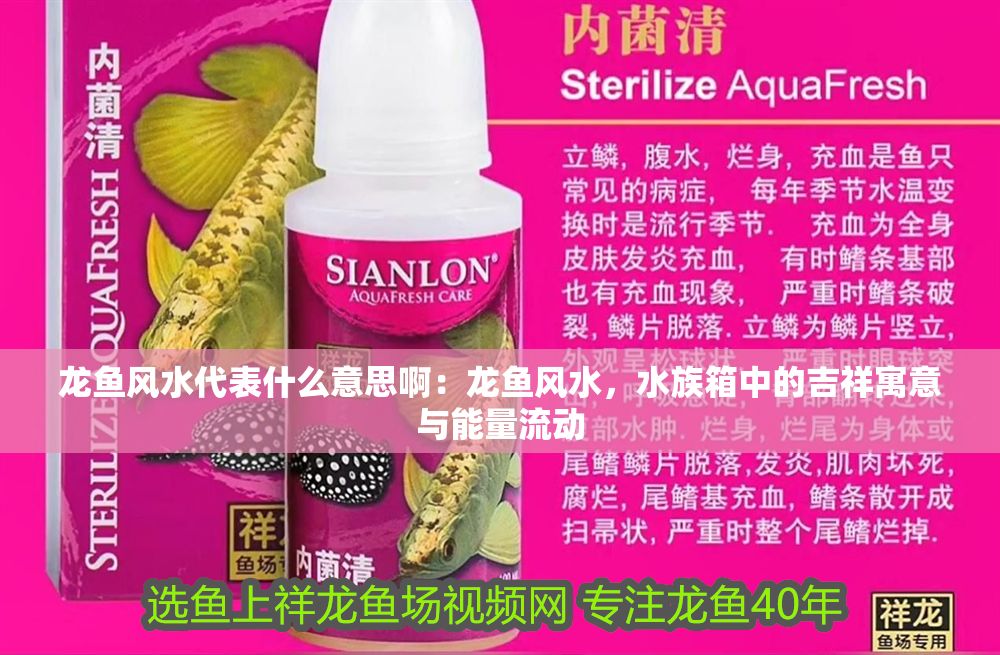 龍魚風水代表什么意思啊：龍魚風水，水族箱中的吉祥寓意與能量流動