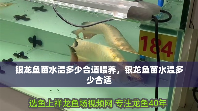 銀龍魚苗水溫多少合適喂養(yǎng)，銀龍魚苗水溫多少合適 銀龍魚苗水溫多少合適喂養(yǎng)，銀龍魚苗水溫多少合適 銀龍魚百科