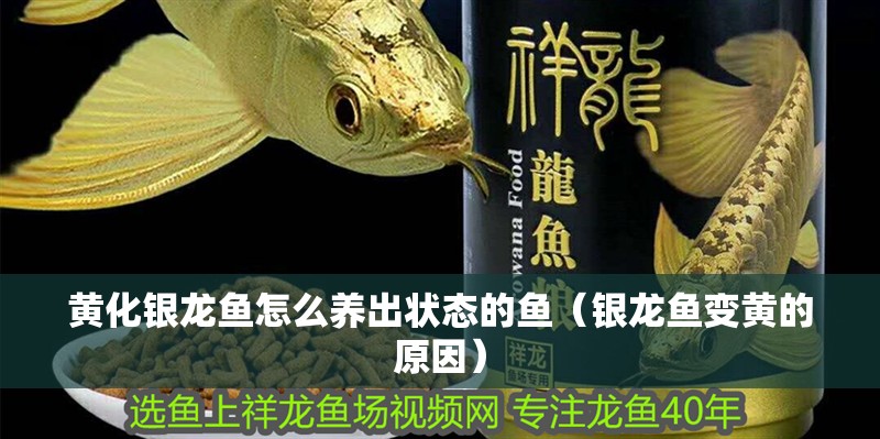 黃化銀龍魚怎么養出狀態的魚（銀龍魚變黃的原因）