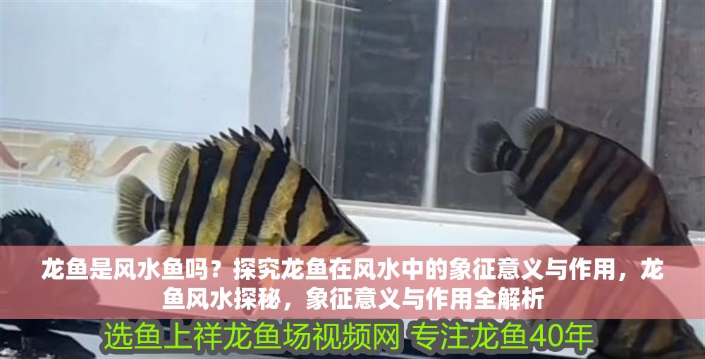 龍魚是風水魚嗎？探究龍魚在風水中的象征意義與作用，龍魚風水探秘，象征意義與作用全解析