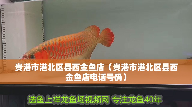 貴港市港北區(qū)縣西金魚店（貴港市港北區(qū)縣西金魚店電話號(hào)碼）
