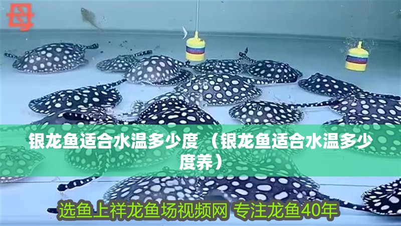 銀龍魚適合水溫多少度 （銀龍魚適合水溫多少度養(yǎng)）
