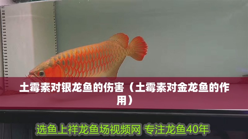 土霉素對銀龍魚的傷害（土霉素對金龍魚的作用）