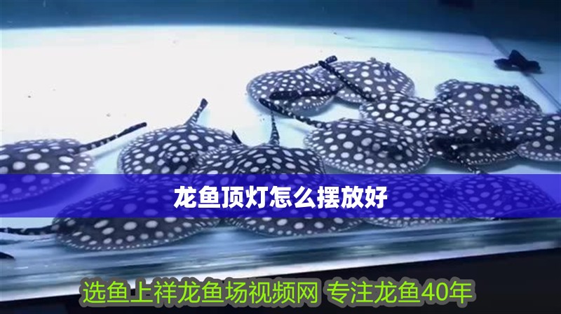 龍魚頂燈怎么擺放好