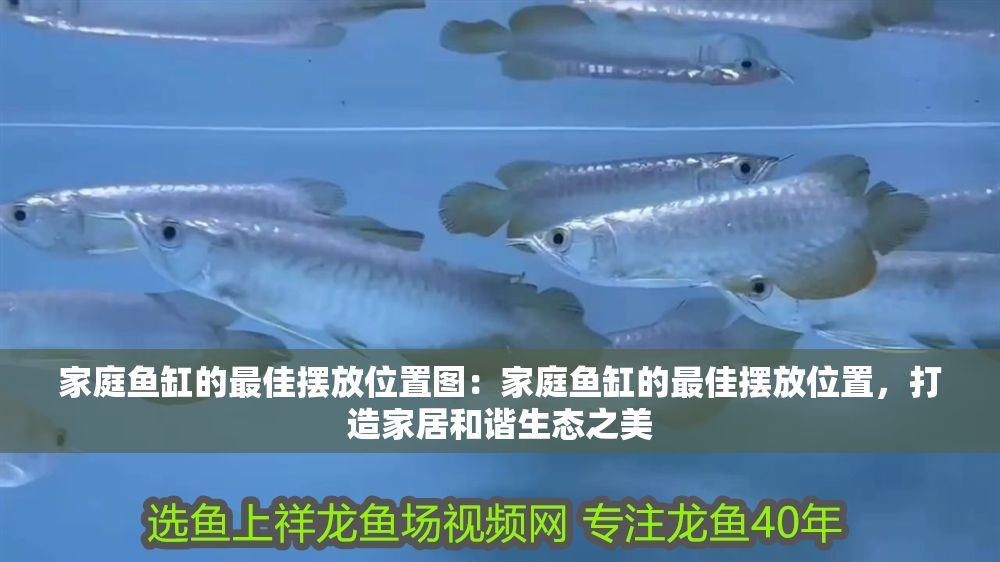 家庭魚缸的最佳擺放位置圖：家庭魚缸的最佳擺放位置，打造家居和諧生態之美