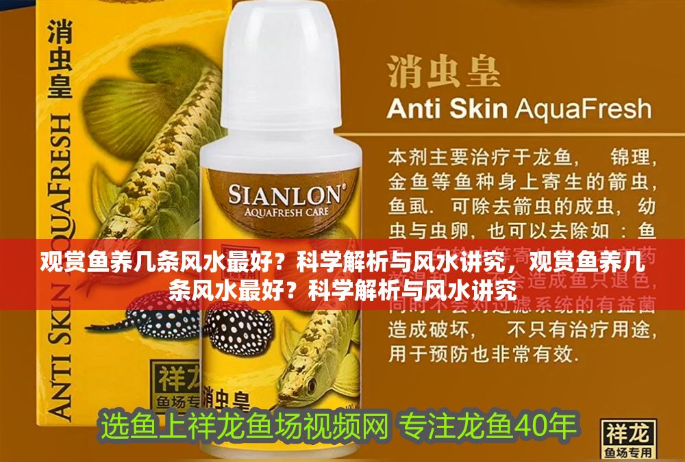 觀賞魚養(yǎng)幾條風(fēng)水最好？科學(xué)解析與風(fēng)水講究，觀賞魚養(yǎng)幾條風(fēng)水最好？科學(xué)解析與風(fēng)水講究