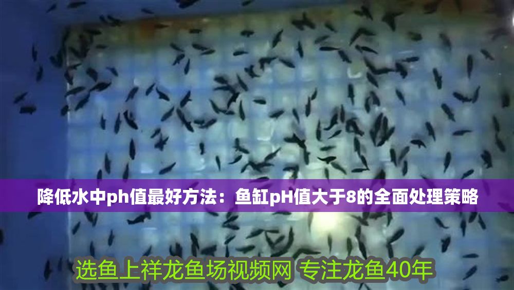 降低水中ph值最好方法：魚缸pH值大于8的全面處理策略