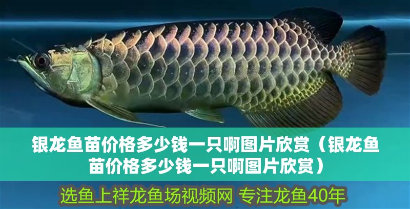 銀龍魚苗價格多少錢一只啊圖片欣賞（銀龍魚苗價格多少錢一只啊圖片欣賞）