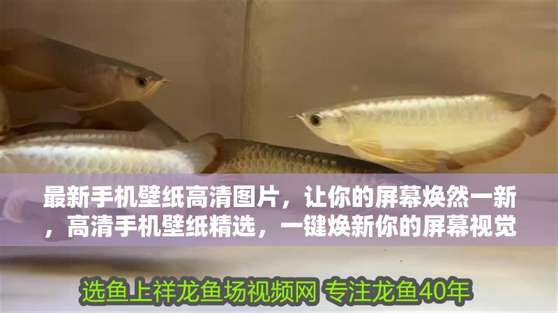 最新手機壁紙高清圖片，讓你的屏幕煥然一新，高清手機壁紙精選，一鍵煥新你的屏幕視覺體驗